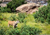 Elandantilope