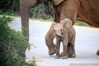 Jonge olifant