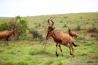 Kaapse hartenbeesten
