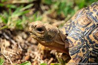 Panterschildpad