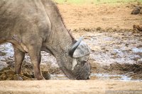 Kaapse buffel