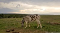 Steppezebra