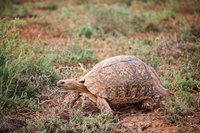 Panterschildpad