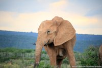 Jonge olifant