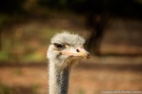 Struisvogel