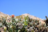 Protea