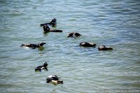 Zwemmende zwartvoetpinguïns