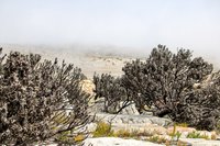 Fynbos in de mist