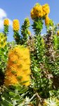 Bloeiende fynbos