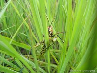 Elegant grasshopper