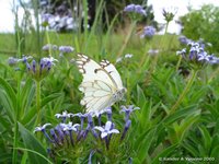 Brown-veined white