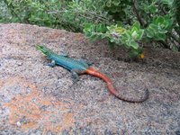 Sekukhune flat lizard