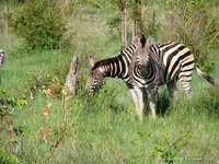 Chapmans zebra