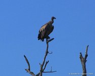 White-backed vulture
