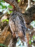 African scops owl
