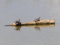 African helmeted turtle
