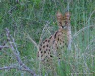 Serval