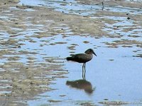 Hamerkop