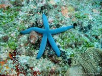Blauwe zeester