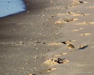 Vale Strandplevier