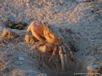 Ghost crab
