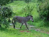 Boehms zebras