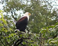 African Fish-Eagle