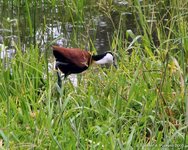 African jacana