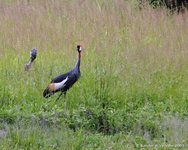 Grey crowned crane