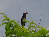 Crowned hornbill