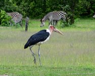 Marabou