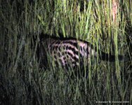 Civetkat