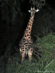 Thornicroft-giraffe