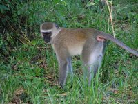 Blue monkey