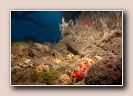 Madeira rockfish (Scorpaena maderensis), Tabaiba, Spain, March 2018
