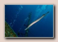 Atlantic trumpetfish (Aulostomus strigosus), Tabaiba, Spain, March 2018
