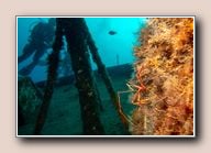 Arrow crab (Stenorhynchus lanceolatus), Tabaiba, Spain, March 2018