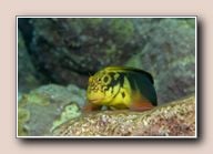 Redlip blenny (Ophioblennius atlanticus atlanticus), Tabaiba, Spain, March 2018