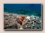 Common Octopus (Octopus vulgaris), Tabaiba, Spain, March 2018