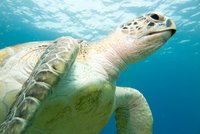 Green sea turtle