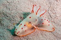 Ceylon-gymnodoris