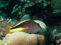 Freckled hawkfish