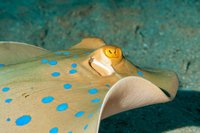 Blue spotted stingray