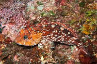 Izu-schorpioenvis