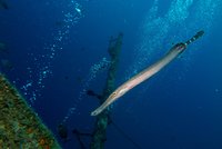 Atlantische trompetvis
