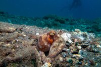 Gewone octopus