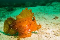 Eschmey schorpioenvis