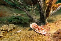 Luipaardchromodoris