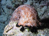 Striped sea cucumber