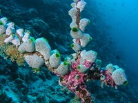 Urn sea squirt